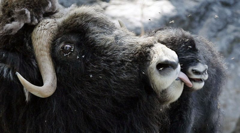 Last year the Erysipelas bacteria killed more than 100 muskox on Banks Island in the Arctic Ocean. (Peter Klaunzer/Associated Press)