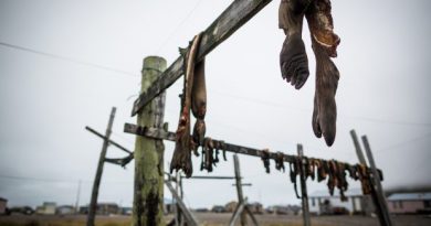 Tightly packed sea ice lead to a disastrous walrus hunt for St. Lawrence, and an economic disaster has been declared, but can the true economic and cultural impact of subsistence resources ever be determined? (Loren Holmes / Alaska Dispatch)