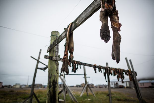 Tightly packed sea ice lead to a disastrous walrus hunt for St. Lawrence, and an economic disaster has been declared, but can the true economic and cultural impact of subsistence resources ever be determined? (Loren Holmes / Alaska Dispatch)