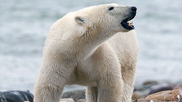 The Man Who Survived a Polar Bear Attack