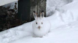 Mountain hare. ( YLE / Vihtori Koskinen)