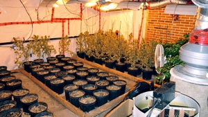 Drug raids seized more than 1000 plants and 22 kilograms of marijuana in Montreal Wednesday. (RCMP)