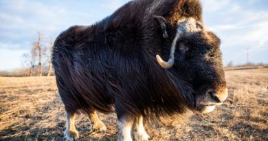 A comprehensive four-year study of muskox in Northwest Alaska has already turned up a surprising result, with the animals being revealed as much more mobile than previously thought, belying their sedentary appearance. (Loren Holmes / Alaska Dispatch)