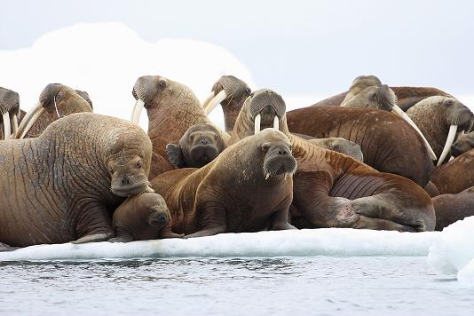 Adult female walruses on an ice floe with their young in the U.S. waters of the Eastern Chukchi Sea in Alaska in 2012.S.A. Sonsthagen / U.S. Geological Survey / AP)