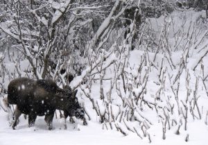 A moose grazes along the roadway leading into Kincaid Park in Anchorage, Alaska, on Wednesday, Dec. 12, 2012. (Mark Thiessen / AP)