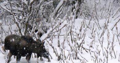 A moose grazes along the roadway leading into Kincaid Park in Anchorage, Alaska, on Wednesday, Dec. 12, 2012. (Mark Thiessen / AP)