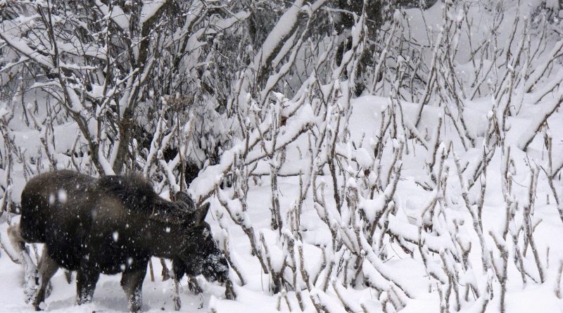 A moose grazes along the roadway leading into Kincaid Park in Anchorage, Alaska, on Wednesday, Dec. 12, 2012. (Mark Thiessen / AP)