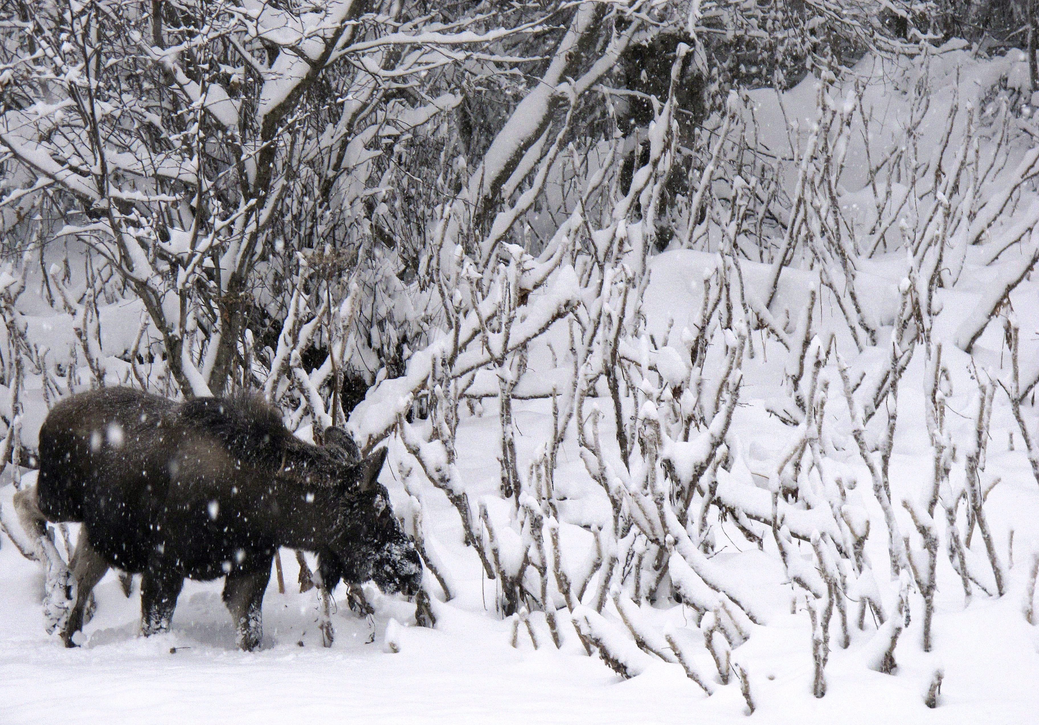 A moose grazes along the roadway leading into Kincaid Park in Anchorage, Alaska, on Wednesday, Dec. 12, 2012. (Mark Thiessen / AP)