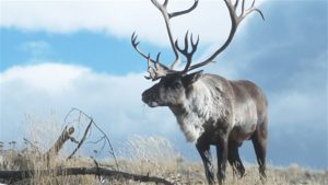 Un caribou des bois du Yukon. (Gouvernement du Yukon)
