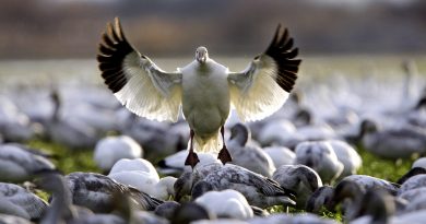 A snow goose in the state of Washington. Washington's population of the geese nest on Wrangel Island in Russia, north and west of the Bering Strait. (Elaine Thompson / AP)