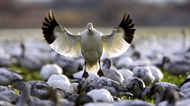 A snow goose in the state of Washington. Washington's population of the geese nest on Wrangel Island in Russia, north and west of the Bering Strait. (Elaine Thompson / AP)