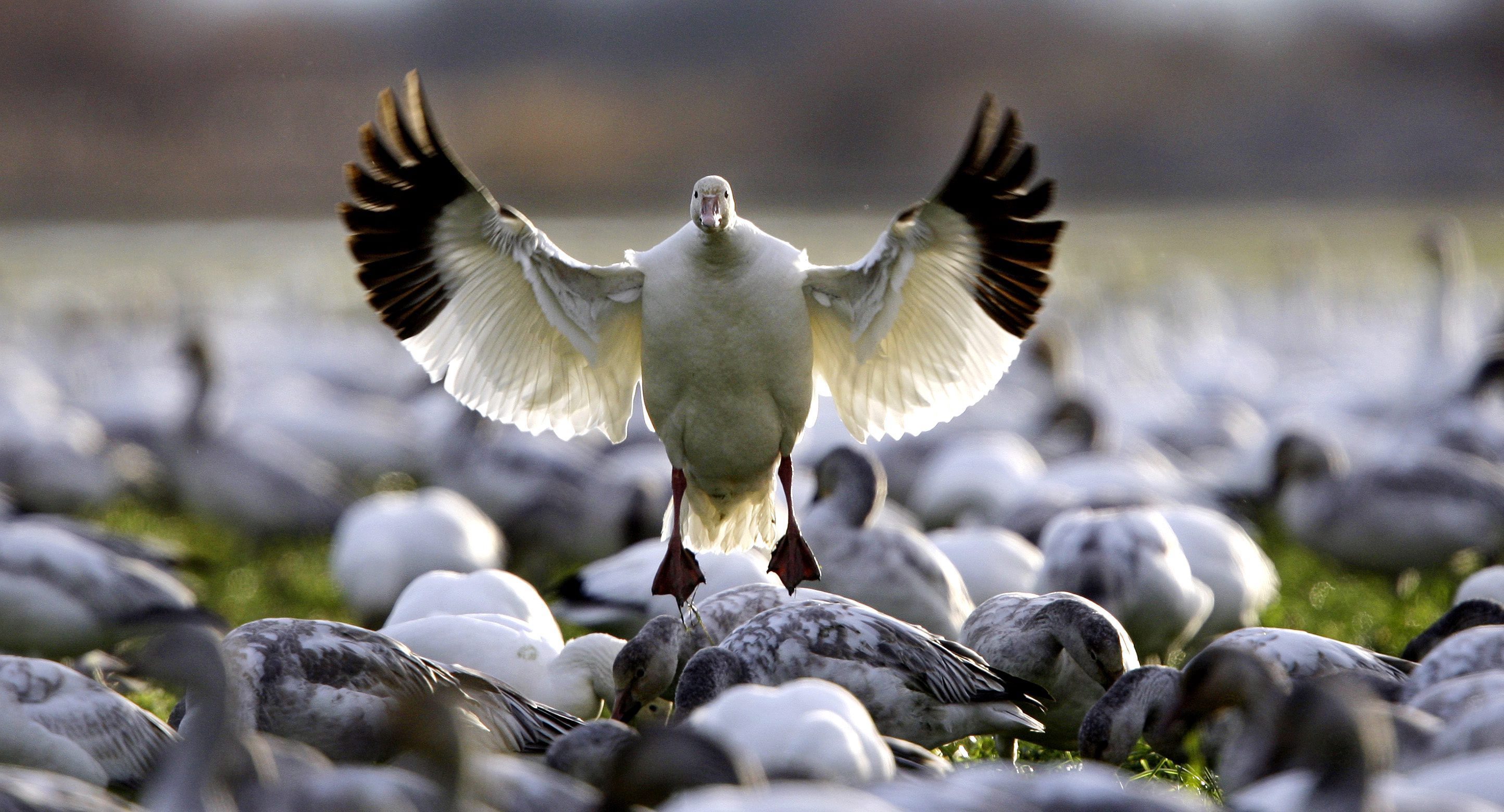 A snow goose in the state of Washington. Washington's population of the geese nest on Wrangel Island in Russia, north and west of the Bering Strait. (Elaine Thompson / AP)