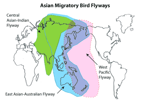 East Asian-Australasian Flyway in blue, connecting the Arctic, Antarctic – and Singapore.