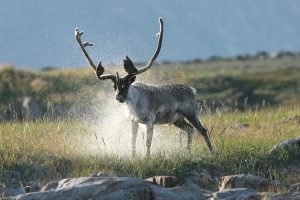 A caribou in the Torngat Mountains. (Nunatsiavut Government)