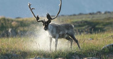 A caribou in the Torngat Mountains. (Nunatsiavut Government)