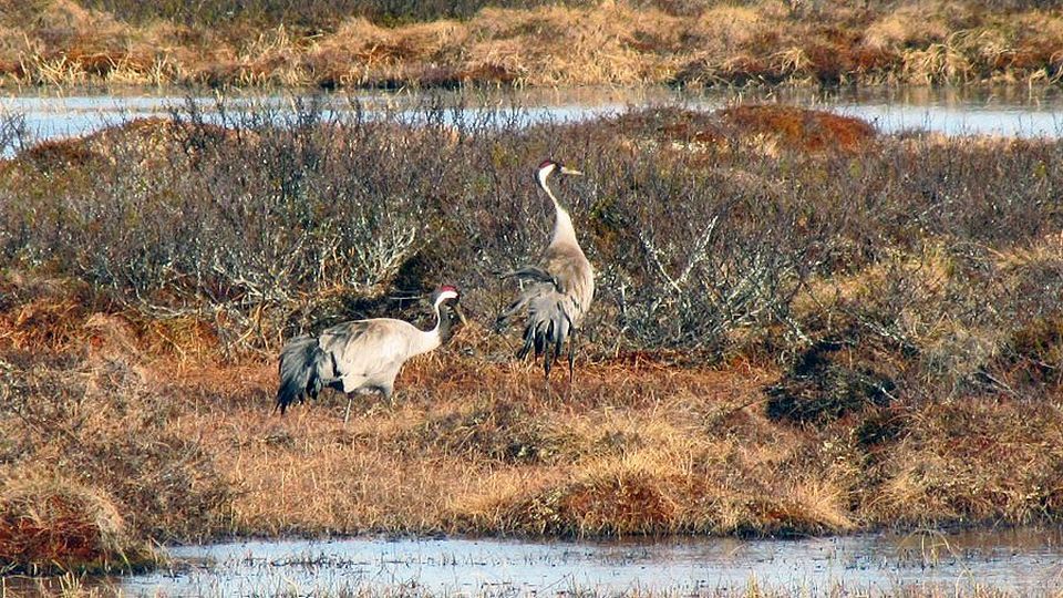 A pair of cranes enjoying life in the wetlands of the north. Image: Pentti Morottaja