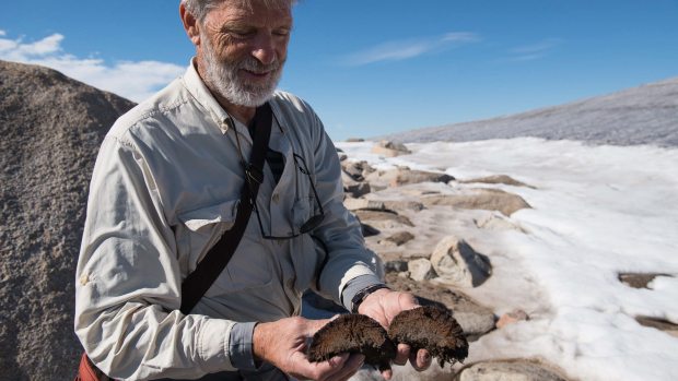 Plants uncovered by melted ice on the highlands of Canada’s Baffin Island were found through radiocarbon dating to be 44,000 years or older, meaning today’s summers in the region could be warmer than at any time since that era or even earlier. Matthew Kennedy