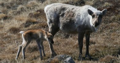 The mortality rate for caribou calves is much higher if most of the plants have already emerged and there are few tender young shoots left for them to eat by the time the caribou arrive at their breeding grounds. (Eric Post, Penn State University)