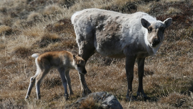 The mortality rate for caribou calves is much higher if most of the plants have already emerged and there are few tender young shoots left for them to eat by the time the caribou arrive at their breeding grounds. (Eric Post, Penn State University)