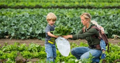 Harvesting vegetables at Pyrah's Pioneer Farm in Alaska's Mat-Su Valley, north of Alaska's largest city. (Loren Holmes / Alaska Dispatch)