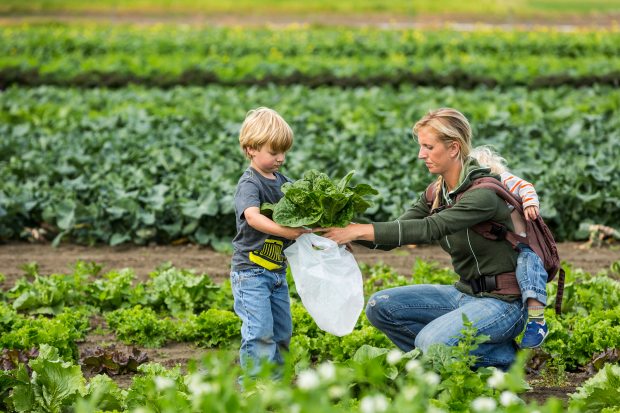 Harvesting vegetables at Pyrah's Pioneer Farm in Alaska's Mat-Su Valley, north of Alaska's largest city. (Loren Holmes / Alaska Dispatch)