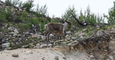 A rare glimpse of a Finnish forest reindeer doe with a nursing fawn last summer in Lieksa. (Asko Kettunen / Yle)