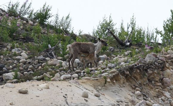 A rare glimpse of a Finnish forest reindeer doe with a nursing fawn last summer in Lieksa. (Asko Kettunen / Yle)