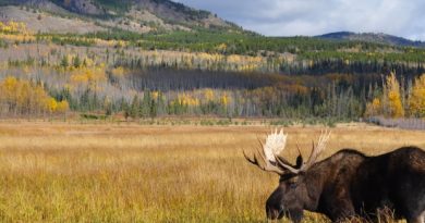 Scientists suspect infestations of winter ticks may contribute to declining moose populations in the United States. (Philippe Morin/CBC)