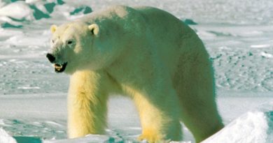 DNA analysis conducted by Oxford University genetics professor Bryan Sykes suggests the creature is the descendant of an ancient polar bear. Sykes compared DNA from hair samples taken from two Himalayan animals — identified by local people as yetis — to a database of animal genomes. He found they shared a genetic fingerprint with an ancient polar bear jawbone found in the Norwegian Arctic. (U.S. Fish and Wildlife Service/Associated Press)