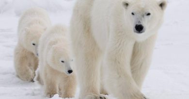 A polar bear mother and her two cubs walk along the shore of Hudson Bay near Churchill, Man. Students at Qarmartalik School in Resolute were told to stay home Monday due to the number of polar bears around the community. (The Canadian Press)