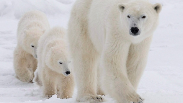 A polar bear mother and her two cubs walk along the shore of Hudson Bay near Churchill, Man. Students at Qarmartalik School in Resolute were told to stay home Monday due to the number of polar bears around the community. (The Canadian Press)