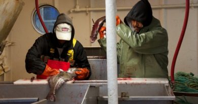 Deck hands process some fish caught on the Atlantic Prospect. (Vincent Desrosiers)