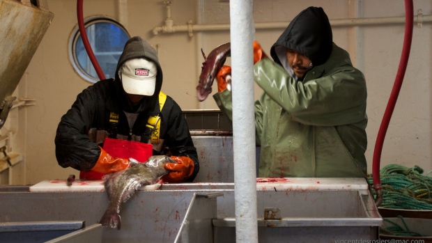 Deck hands process some fish caught on the Atlantic Prospect. (Vincent Desrosiers)
