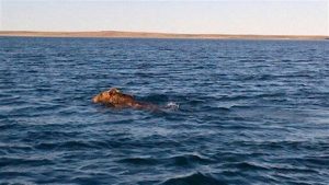 In August a grizzly was spotted in the sea swimming toward the community of Cambridge Bay. Because of the threat, hunters directed it away from the community and shot it, later distributing the meat among community members. Grizzlies, once a rare sight, are now much more common. (Mallory Ehaloak)