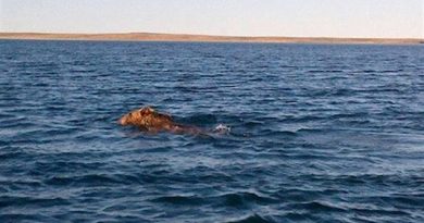 In August a grizzly was spotted in the sea swimming toward the community of Cambridge Bay. Because of the threat, hunters directed it away from the community and shot it, later distributing the meat among community members. Grizzlies, once a rare sight, are now much more common. (Mallory Ehaloak)