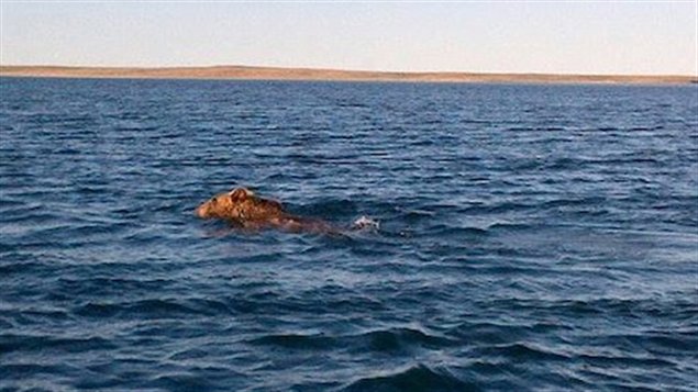 In August a grizzly was spotted in the sea swimming toward the community of Cambridge Bay. Because of the threat, hunters directed it away from the community and shot it, later distributing the meat among community members. Grizzlies, once a rare sight, are now much more common. (Mallory Ehaloak)