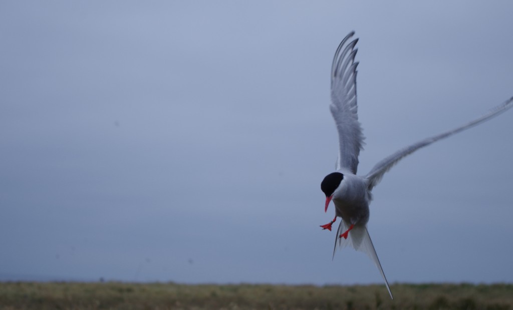 Arctic tern: Next stop, Singapore? (c) Mia Bennett, 2013.