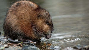 Muskrat fur from Canada's Northwest Territories is very popular in China. (CBC.ca)