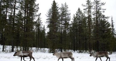 Reindeers on a highway in 2012 in Sweden's Far North. (Jonathan Nackstrand / AFP)