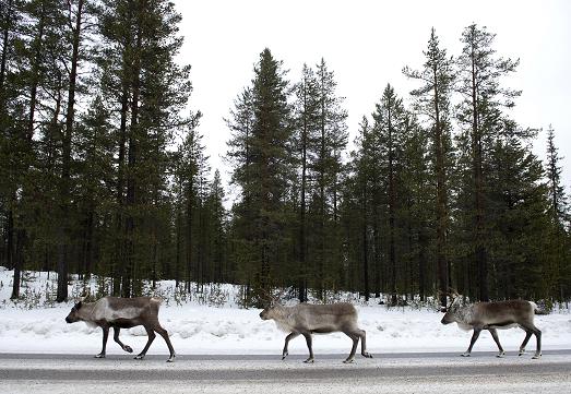 Reindeers on a highway in 2012 in Sweden's Far North. (Jonathan Nackstrand / AFP)