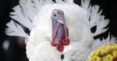 Today is Thanksgiving in the United States. While turkey may be on the menu for most people, whale will be the dish of choice for some celebrating the holiday in the American Arctic. (Charles Dharapak / AP Photo)