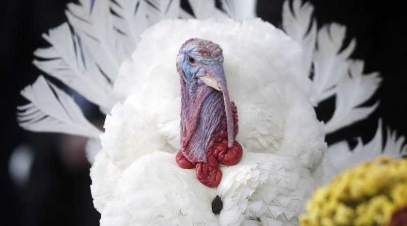 Today is Thanksgiving in the United States. While turkey may be on the menu for most people, whale will be the dish of choice for some celebrating the holiday in the American Arctic. (Charles Dharapak / AP Photo)