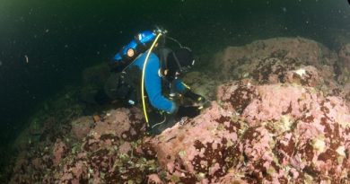 To collect coralline algae, divers had to chisel it from the bottom of places such as the Labrador Sea in near-freezing water temperatures. (Nick Caloyianus/University of Toronto Mississauga)