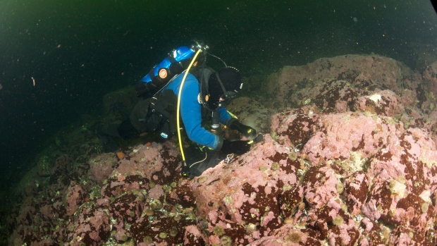 To collect coralline algae, divers had to chisel it from the bottom of places such as the Labrador Sea in near-freezing water temperatures. (Nick Caloyianus/University of Toronto Mississauga)