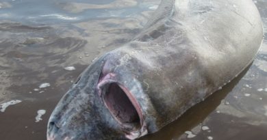 This Greenland shark was found beached in Norris Arm North, N.L. on Nov. 16. (Courtesy Derrick Chaulk / CBC.ca)