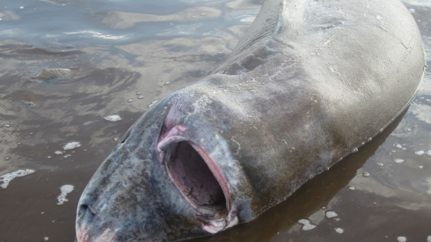 This Greenland shark was found beached in Norris Arm North, N.L. on Nov. 16. (Courtesy Derrick Chaulk / CBC.ca)
