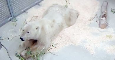 A three-year-old polar bear named Storm who attacked a man in Churchill in September now lives at Winnipeg's Assiniboine Park Zoo. (Assiniboine Park Conservancy)