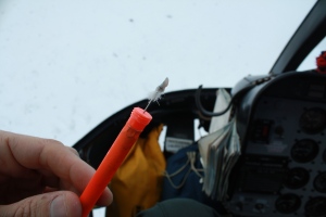 A 'biopsy dart' grabs a small piece of hair and skin, then bounces off the bear - a less invasive procedure than tranquilizing and examining the animals. (Paul Tukker/CBC)