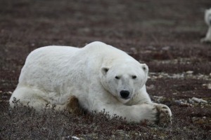 About 900 polar bears gather at Cape Churchill in Manitoba every fall waiting for Hudson Bay to freeze over so they can begin their seal hunting season on the ice. (explore.org)