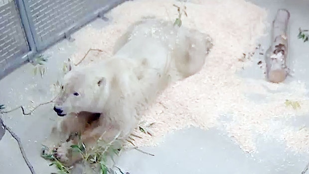 A three-year-old polar bear named Storm who attacked a man in Churchill in September now lives at Winnipeg's Assiniboine Park Zoo. (Assiniboine Park Conservancy)